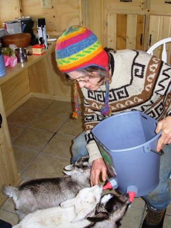  bottle feeding baby goats